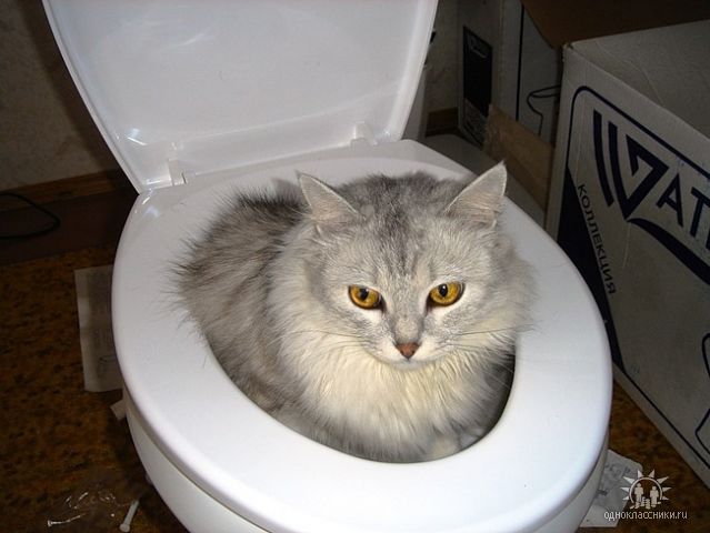 Как сделать чтобы котенок покакал