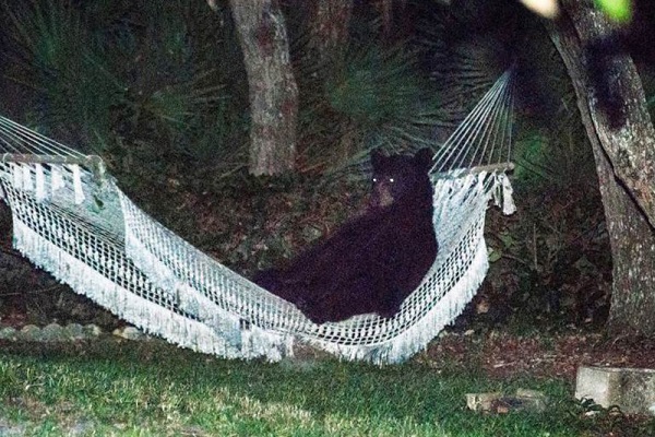 pic