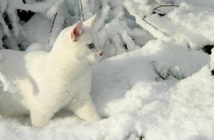 pic