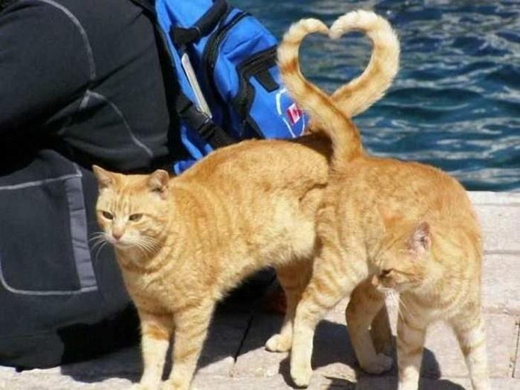 pic