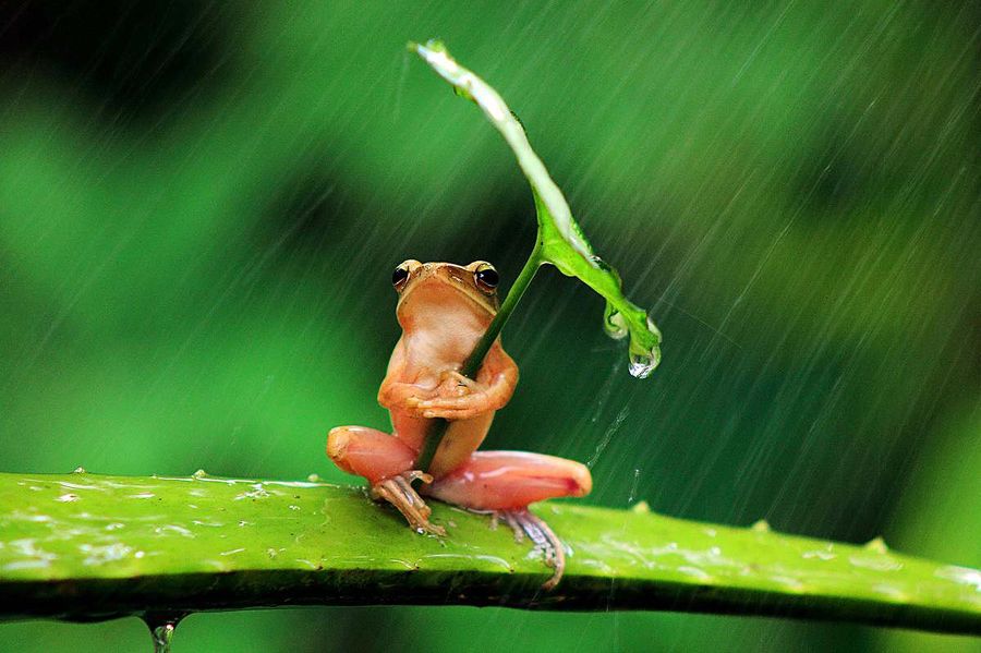pic
