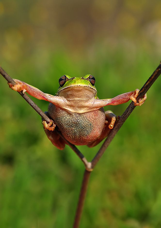 pic