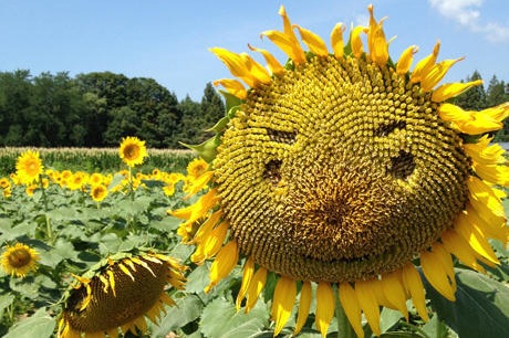 pic