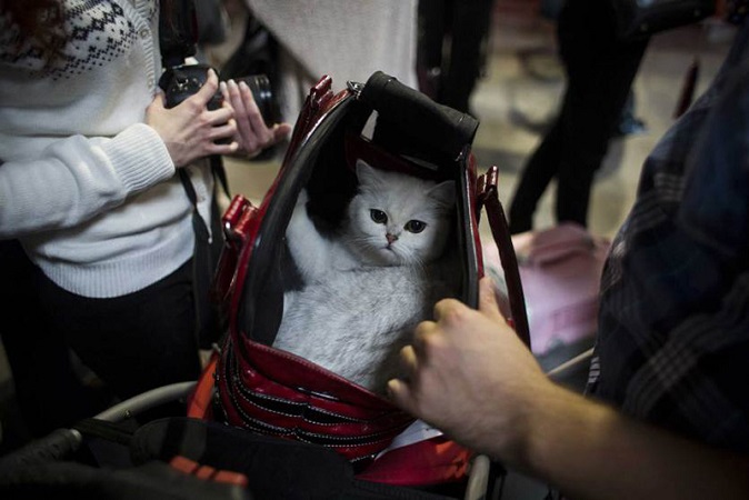 pic