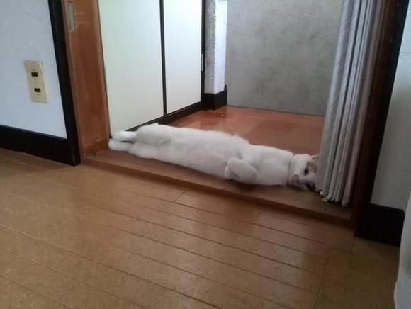 pic