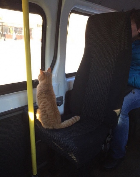 pic