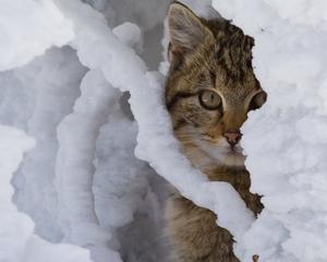 pic