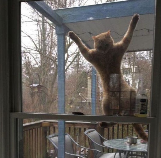 pic