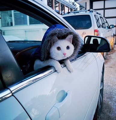 pic